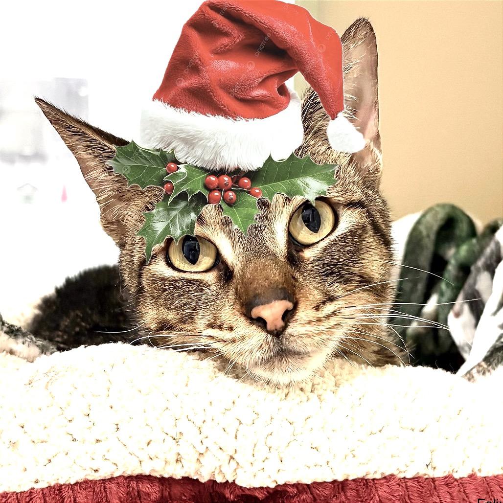 Enlarge Felix, a Adoptable Domestic Short Hair in Sarasota, FL image 6/6