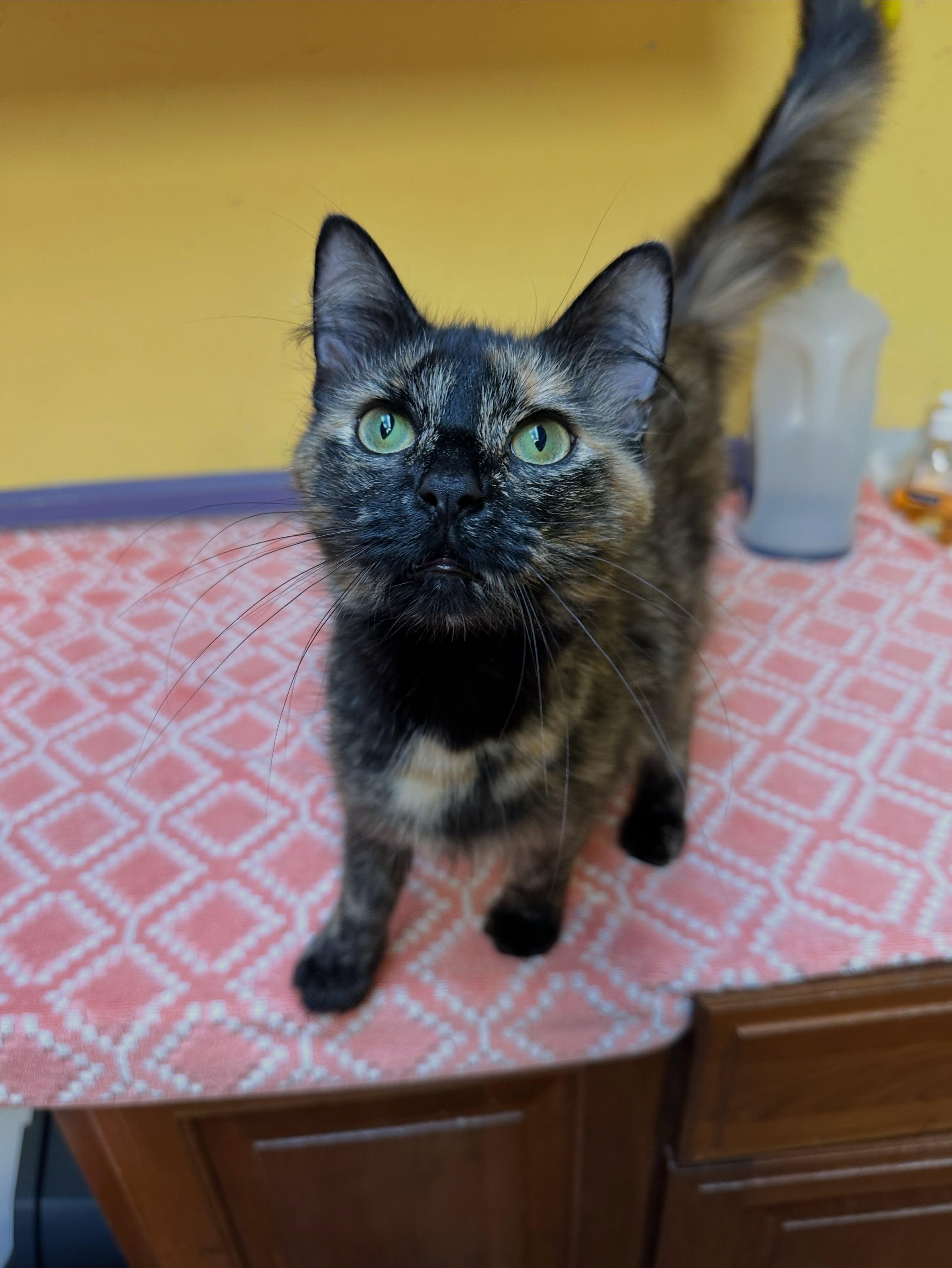 Delilah, a ADOPTABLE Tortoiseshell in McDonald, PA image 3/4