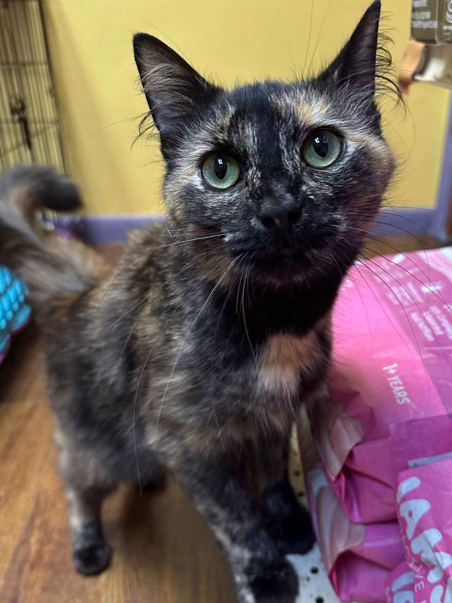 Delilah, a ADOPTABLE Tortoiseshell in McDonald, PA image 4/4