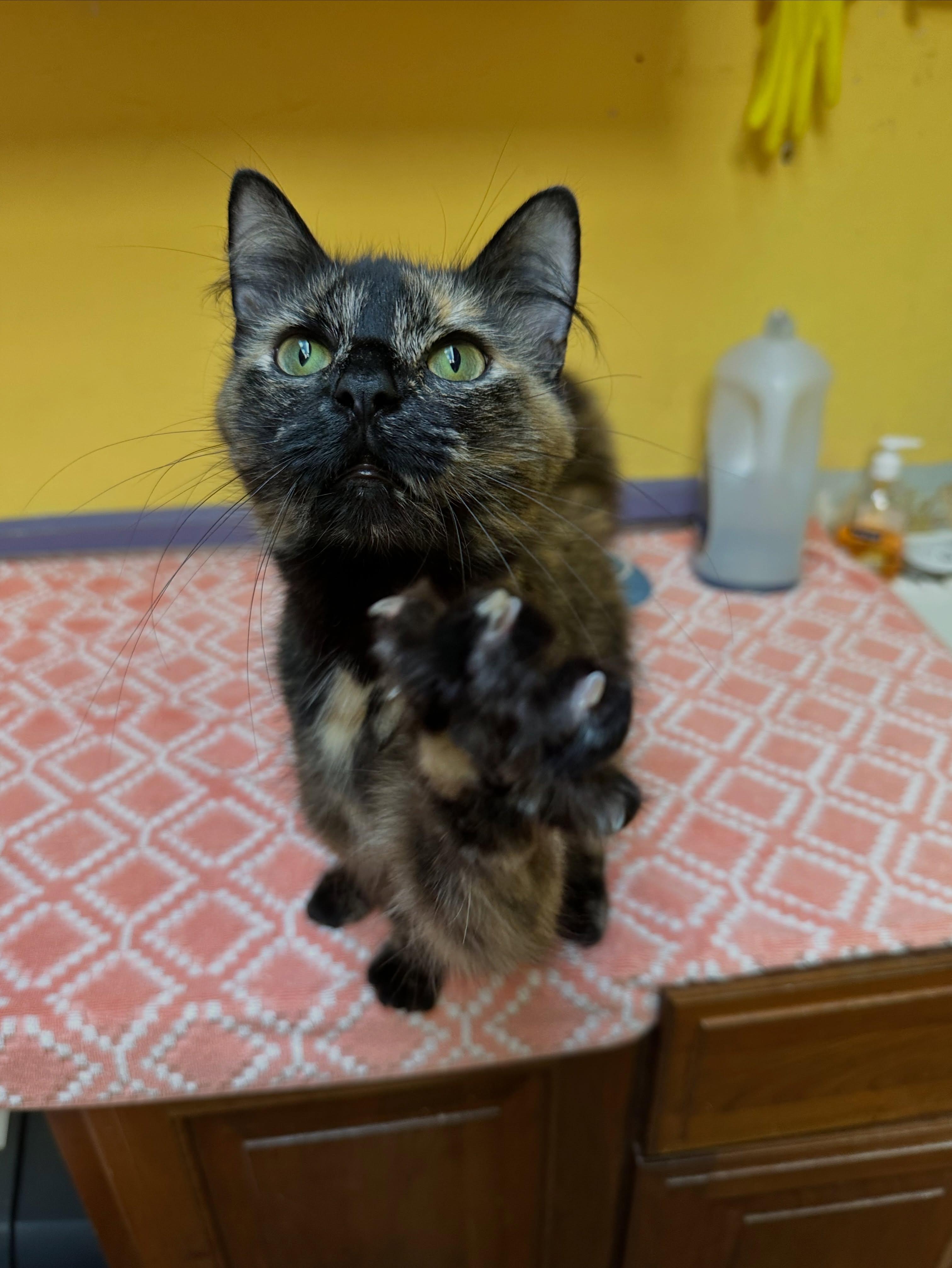 Delilah, ADOPTABLE, Adult Female Tortoiseshell.