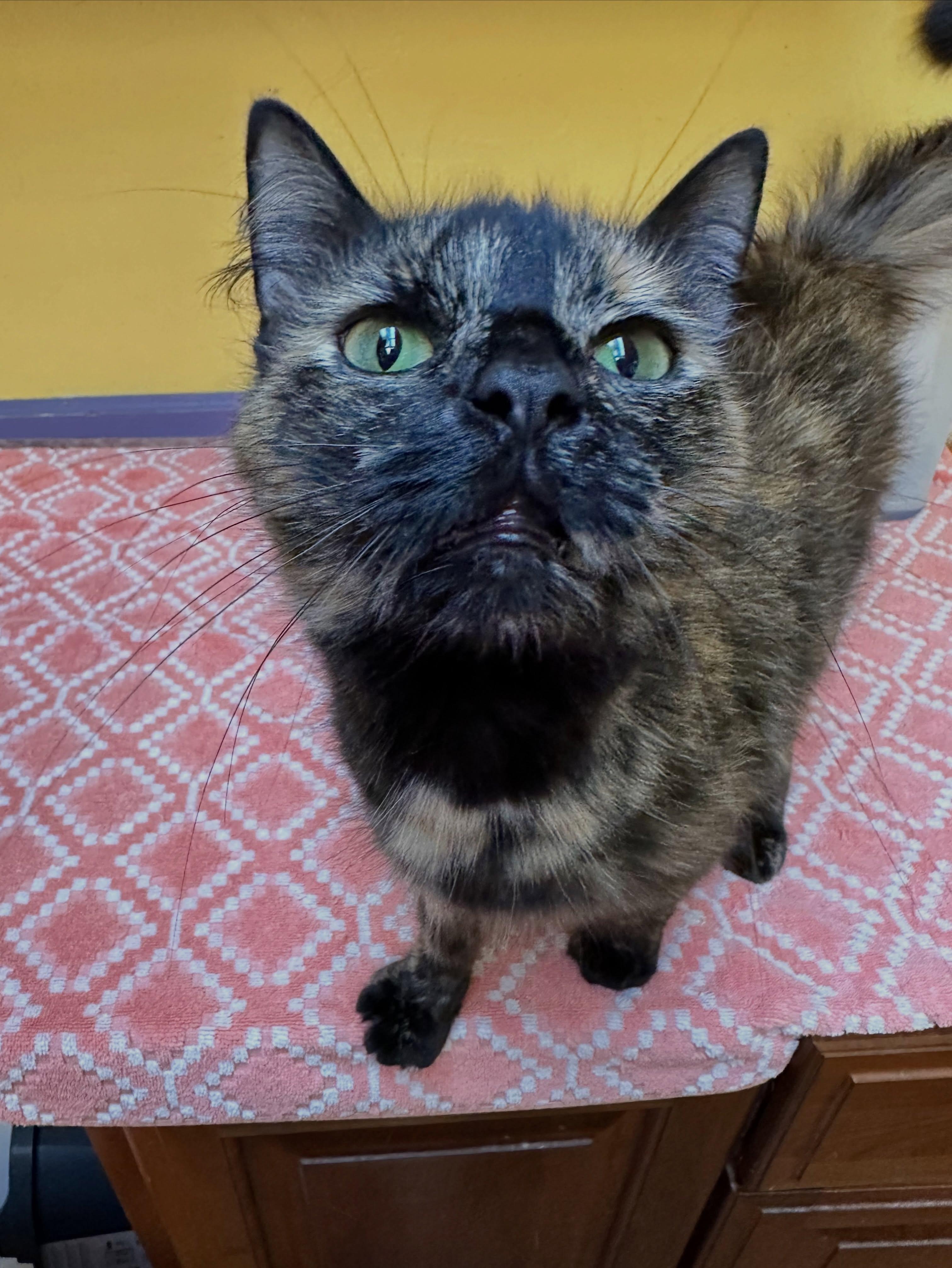 Delilah, a ADOPTABLE Tortoiseshell in McDonald, PA image 2/4