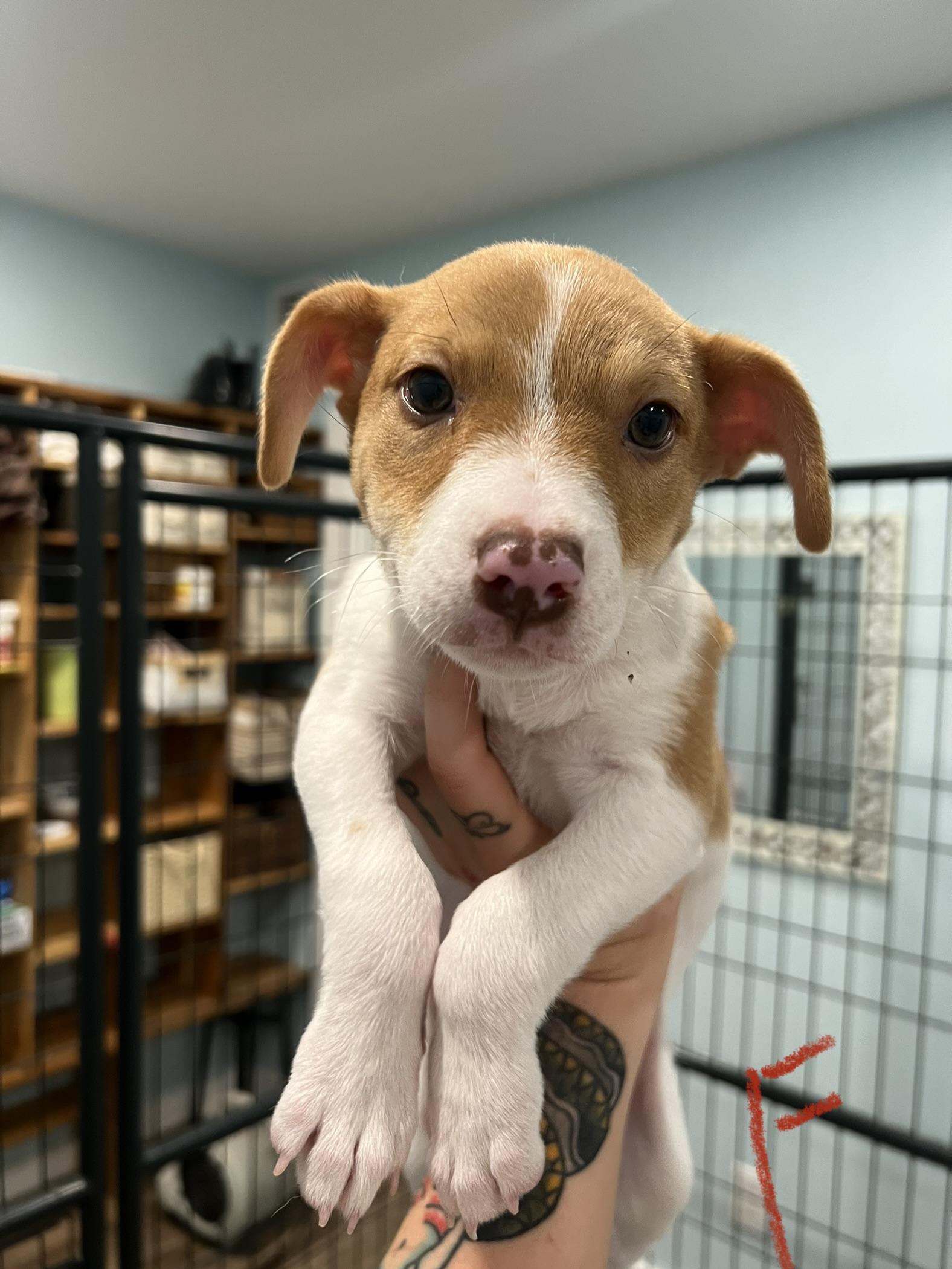 Brie, ADOPTABLE, Puppy Female Hound & Shepherd.