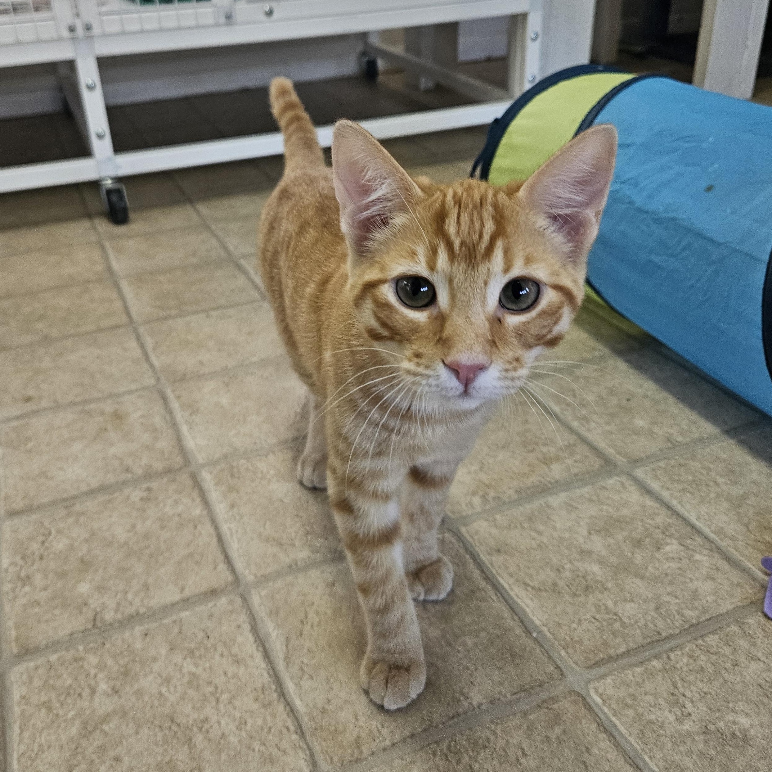 Enlarge Leon Kennedy , an adopted Domestic Short Hair in Melbourne, FL image 1/2