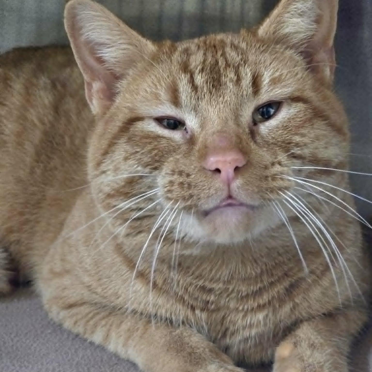 Jimothy, an adopted Domestic Short Hair in Watertown, WI image 2/3