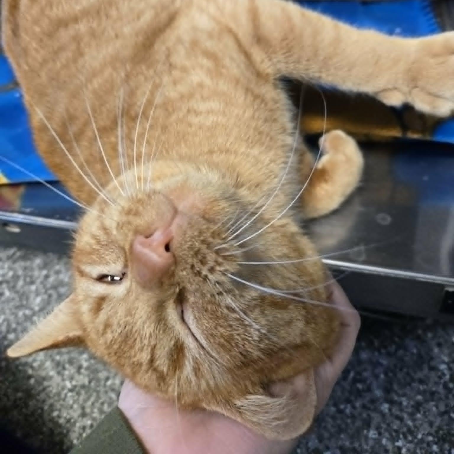 Jimothy, an adopted Domestic Short Hair in Watertown, WI image 3/3