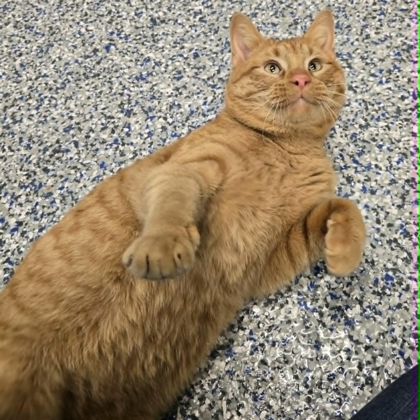 Jimothy, adopted, Young Male Domestic Short Hair.