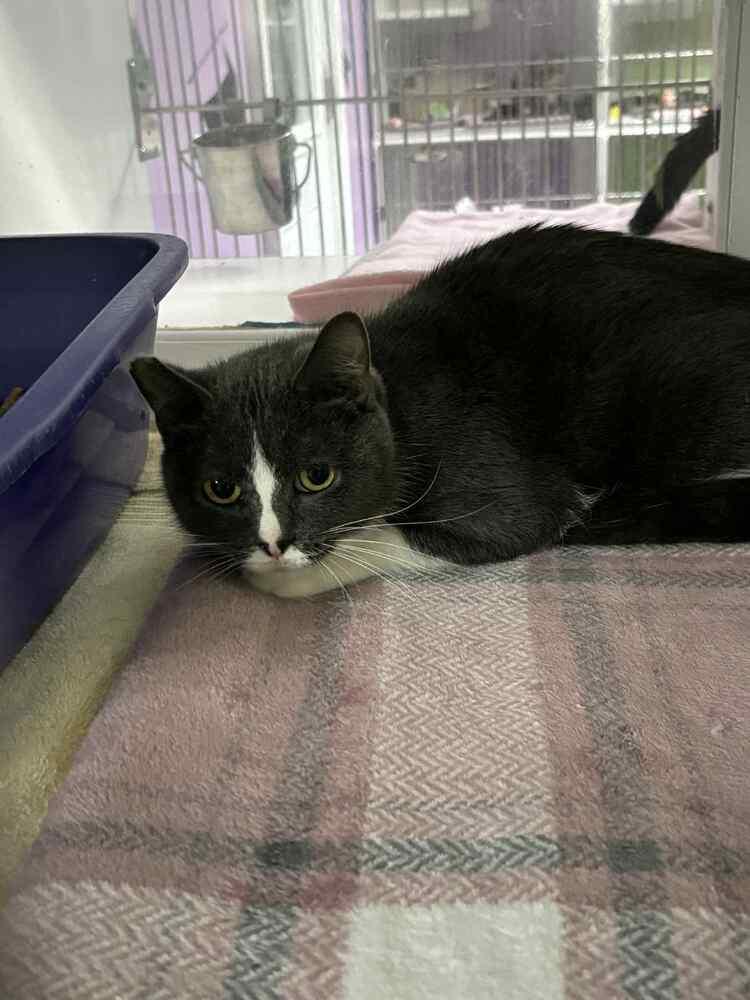 Enlarge Shifu, a Adoptable mixed breed in Muskegon, MI image 1/2