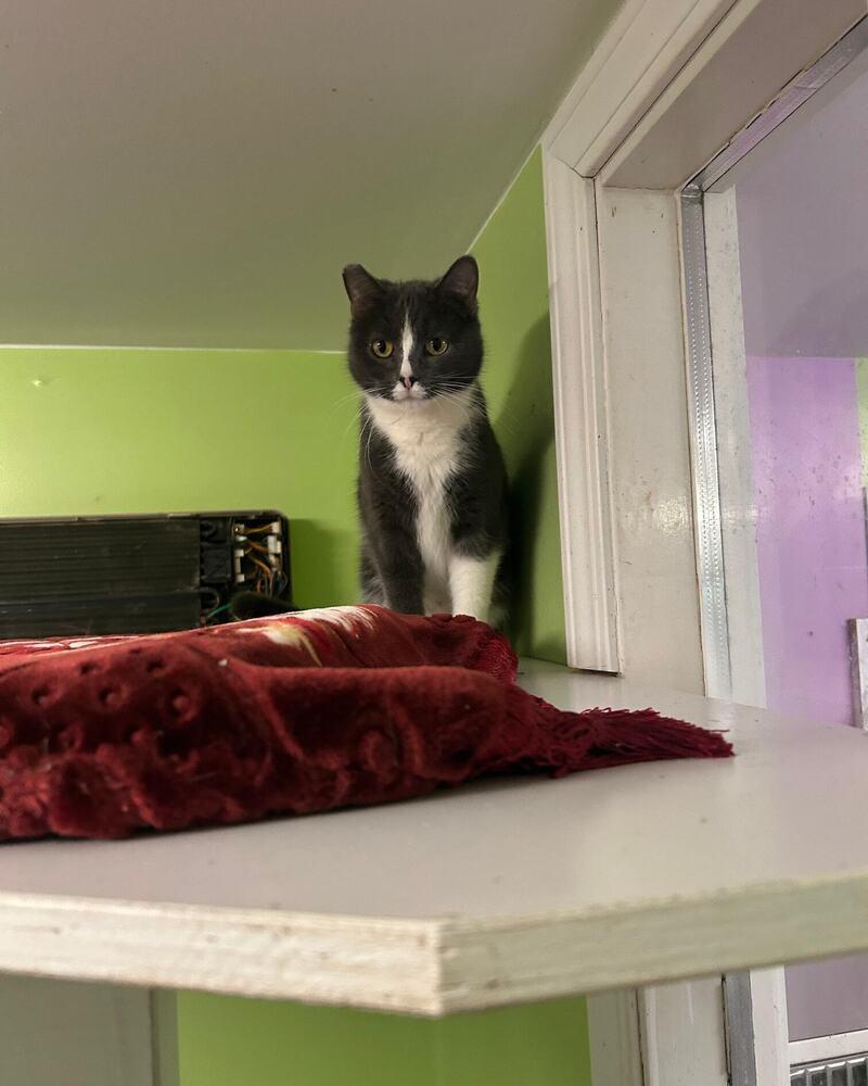 Enlarge Shifu, a Adoptable mixed breed in Muskegon, MI image 2/2