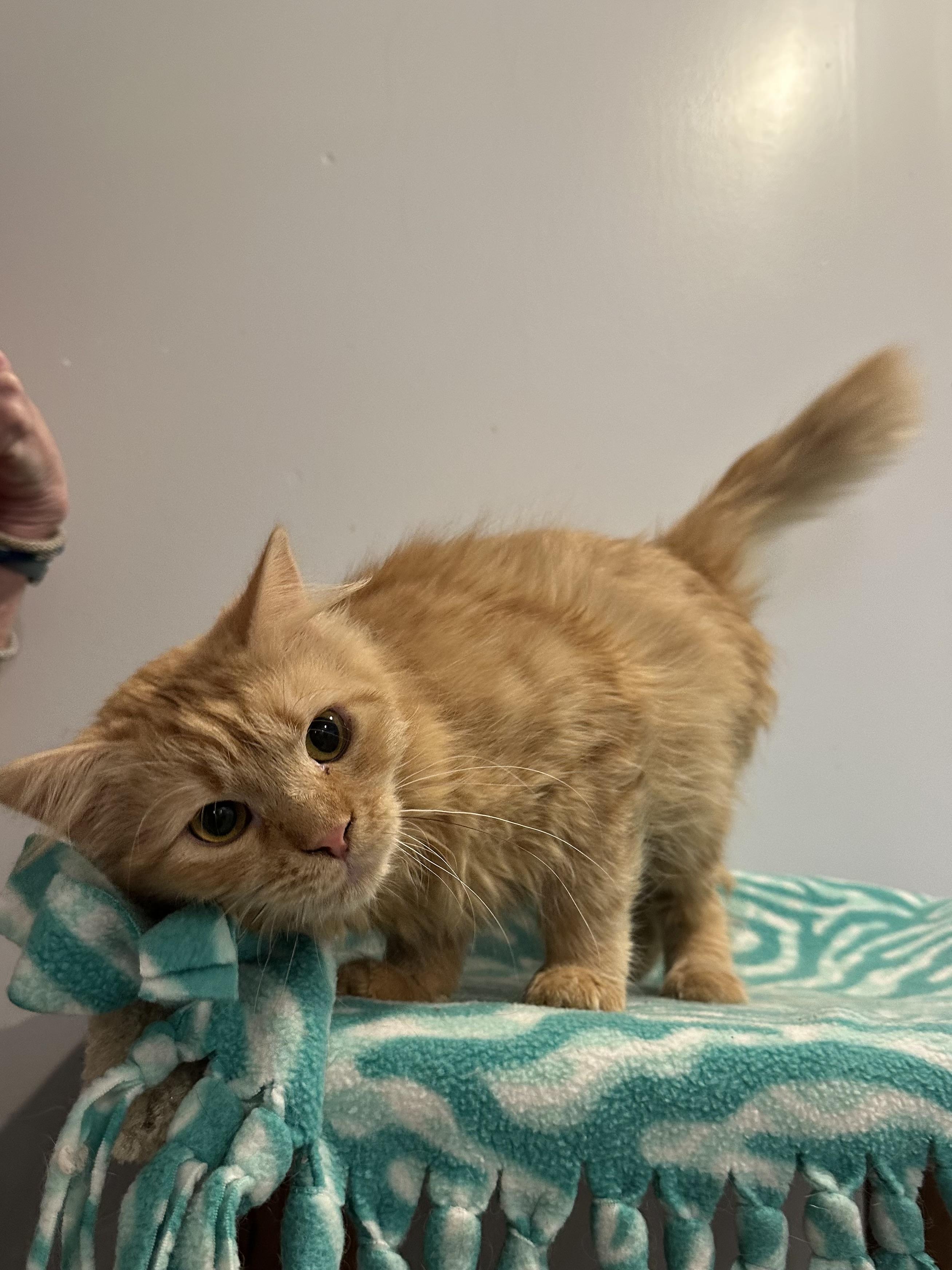 Enlarge Lia (long hair, likes cats, dogs, kids), a Adoptable Domestic Long Hair in Fairfax, VA image 2/2