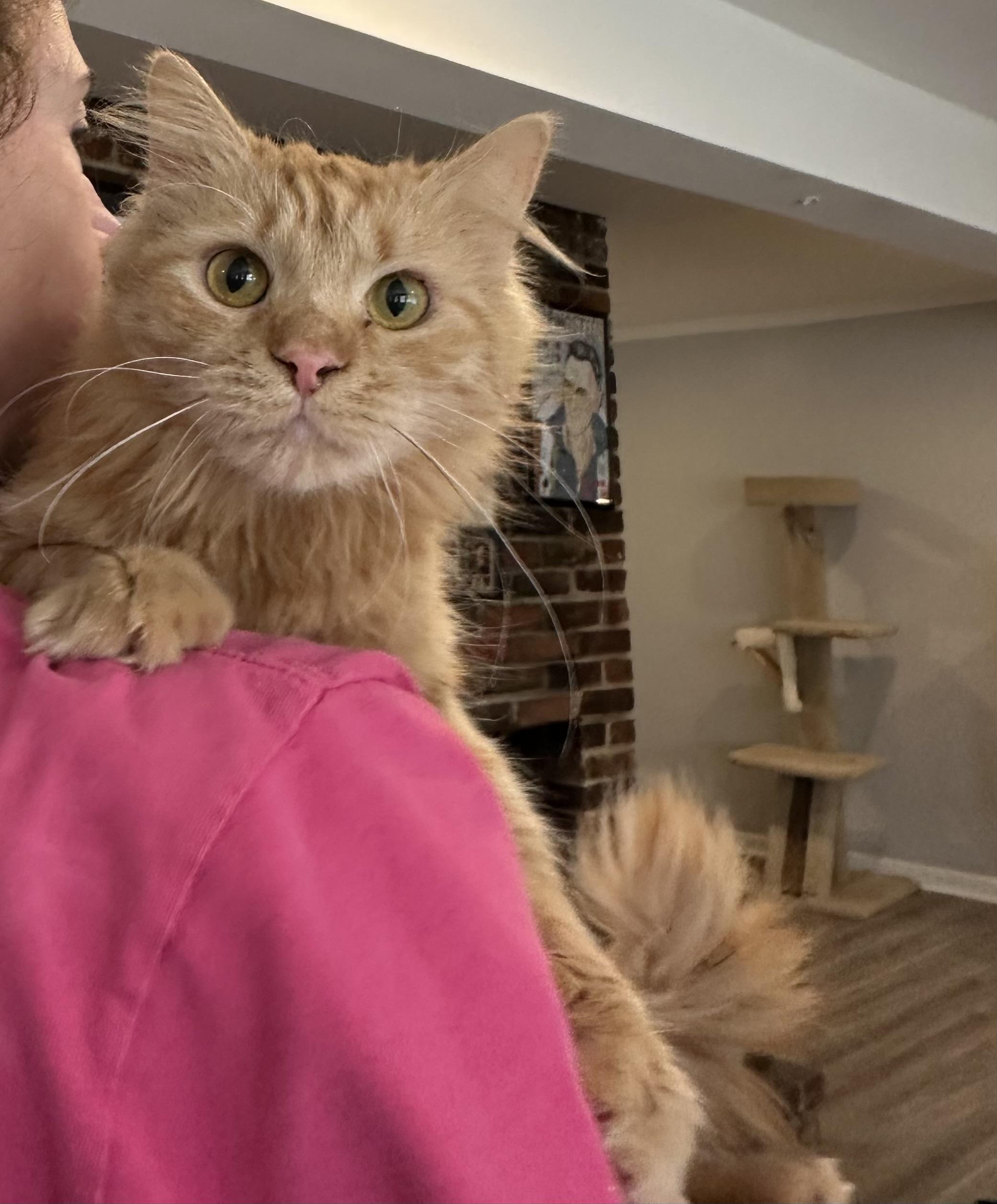 Lia (long hair, likes cats, dogs, kids), Adoptable, Young Female Domestic Long Hair.