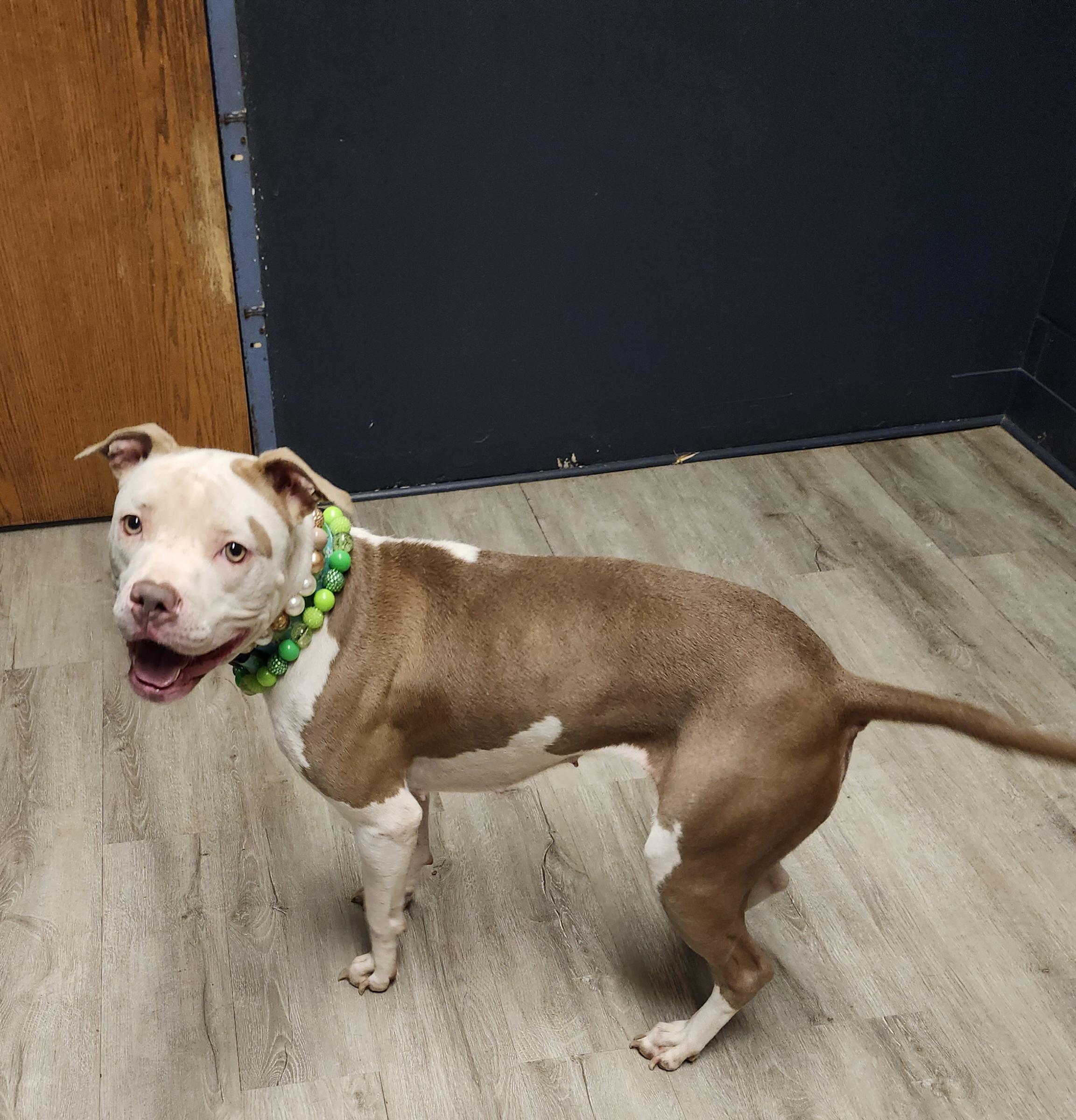 Ursala (Prison Program), adoptable, Young Female Pit Bull Terrier.