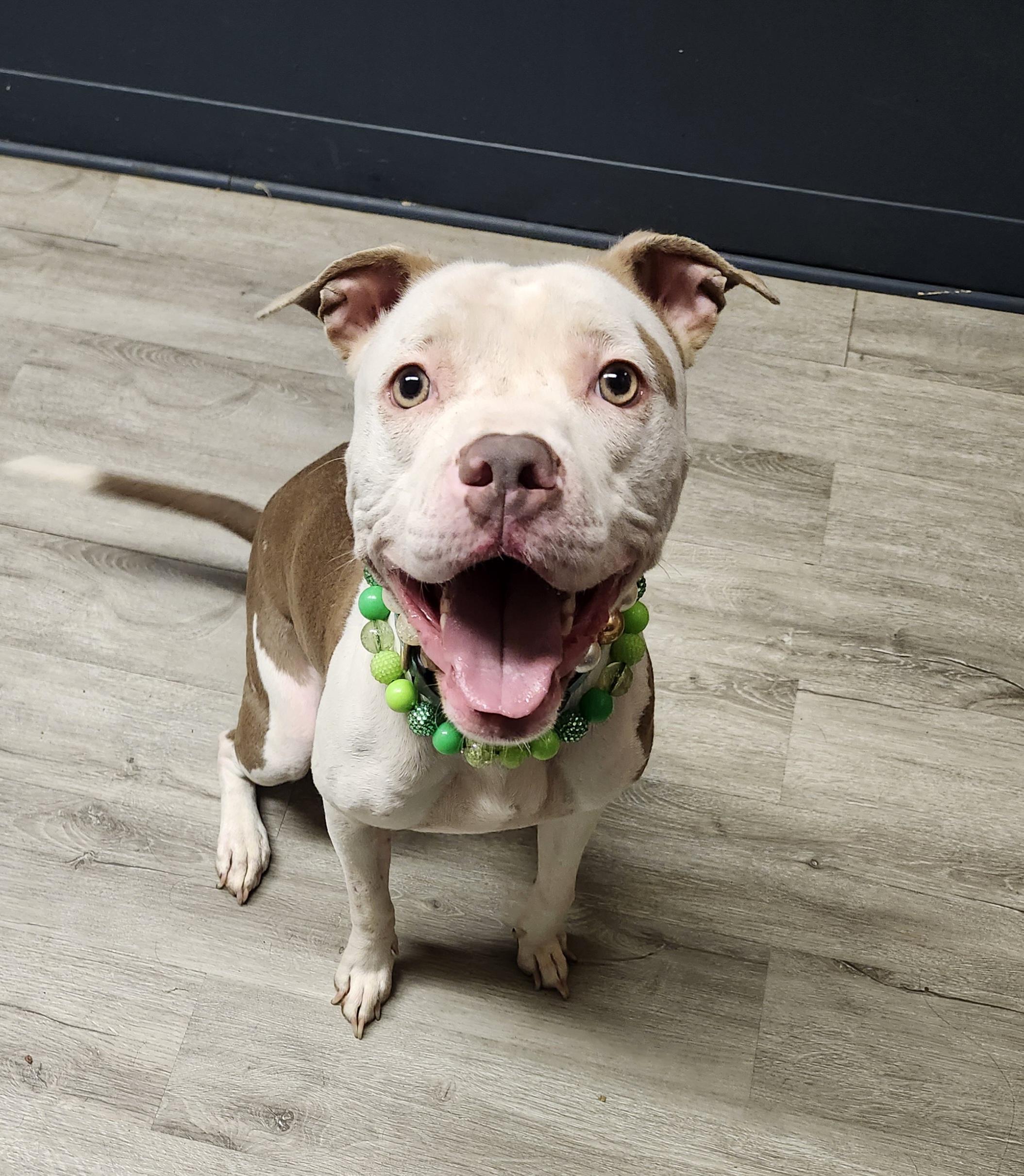 Enlarge Ursala (Prison Program), an adoptable mixed breed in Mansfield, OH image 3/4