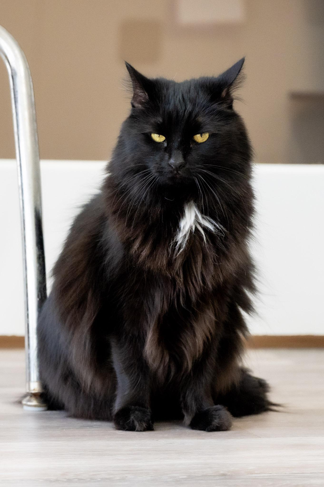 Enlarge Ember, a ADOPTABLE Domestic Long Hair in Victor, NY image 3/6