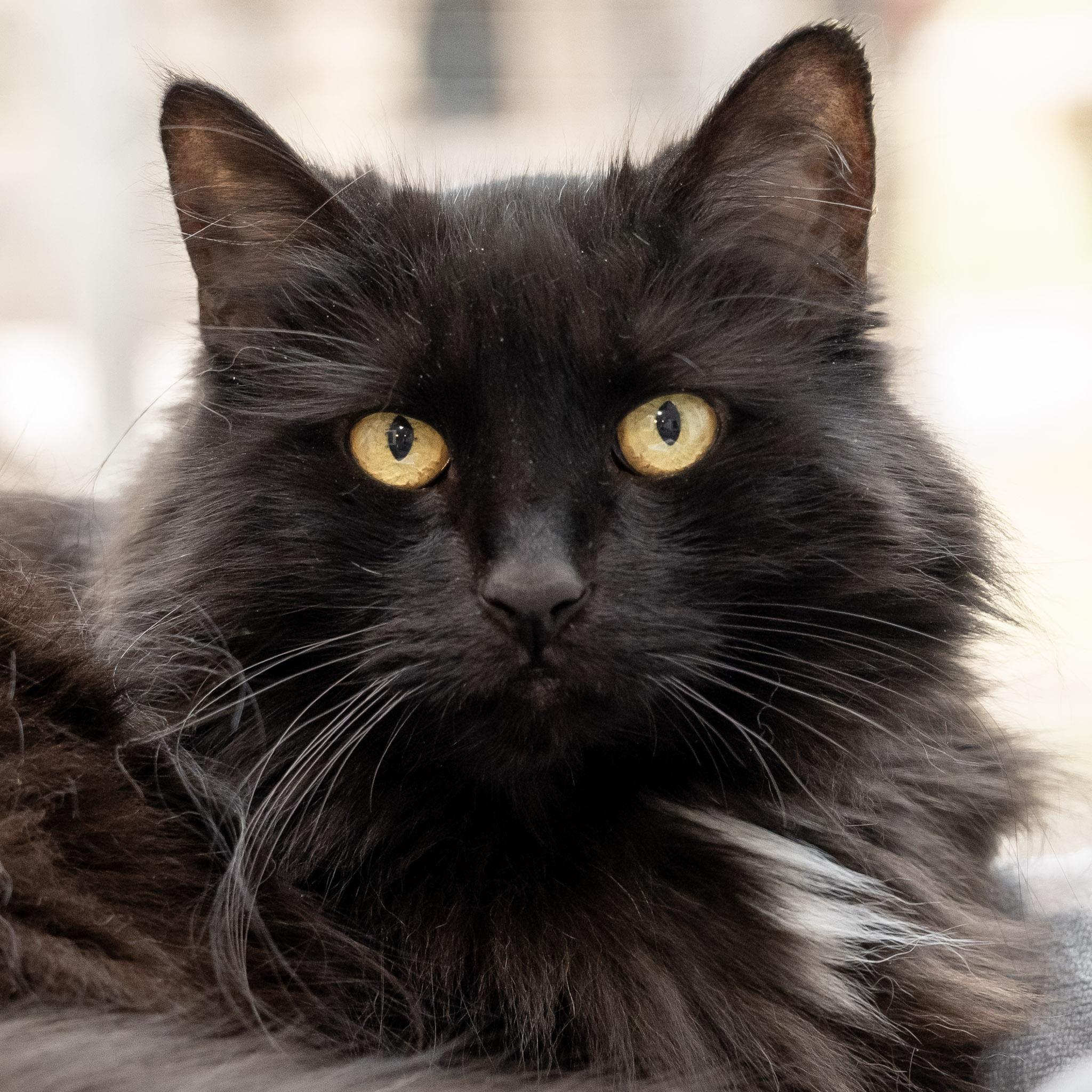 Enlarge Ember, a ADOPTABLE Domestic Long Hair in Victor, NY image 1/6