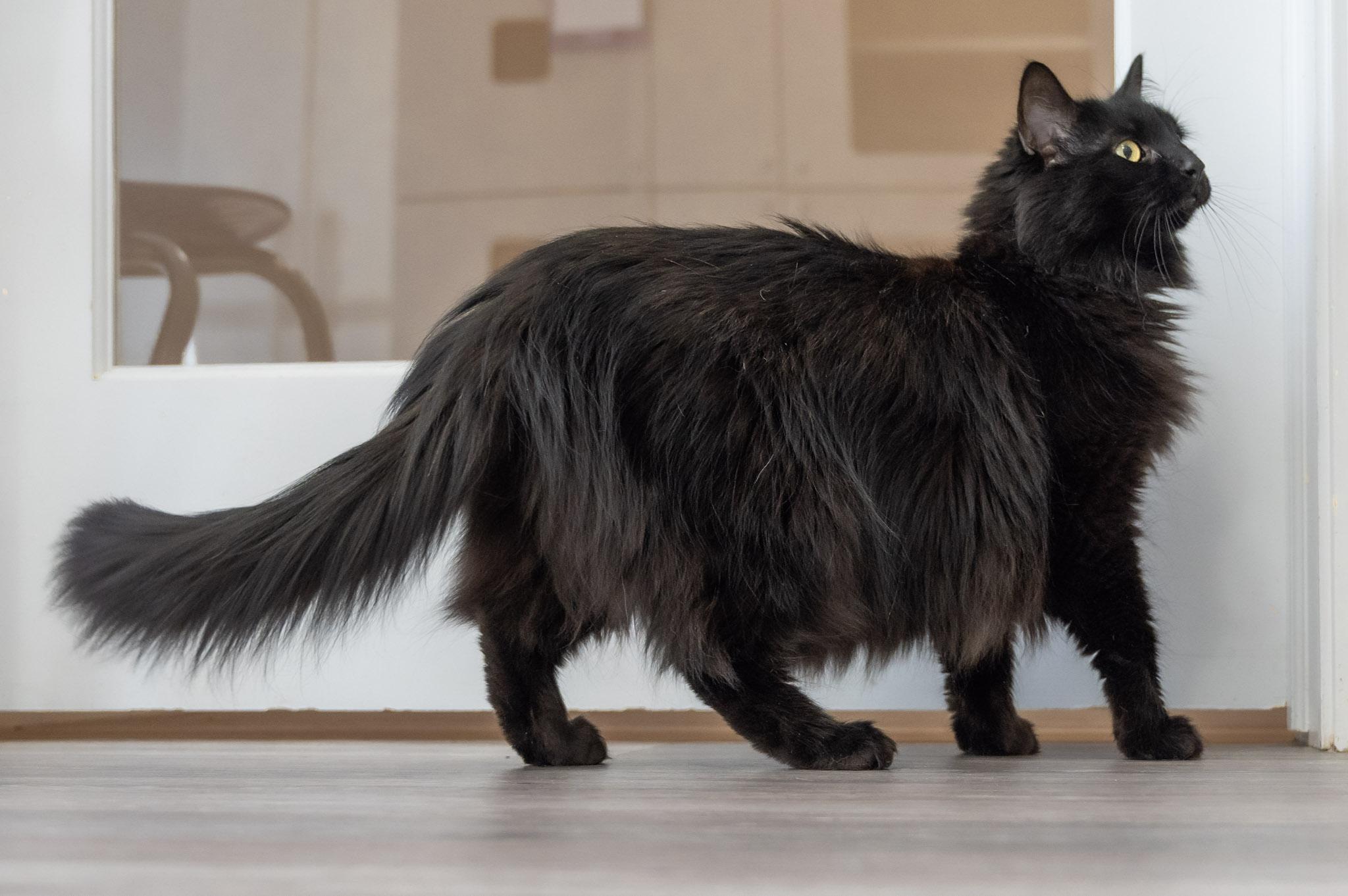 Enlarge Ember, a ADOPTABLE Domestic Long Hair in Victor, NY image 4/6
