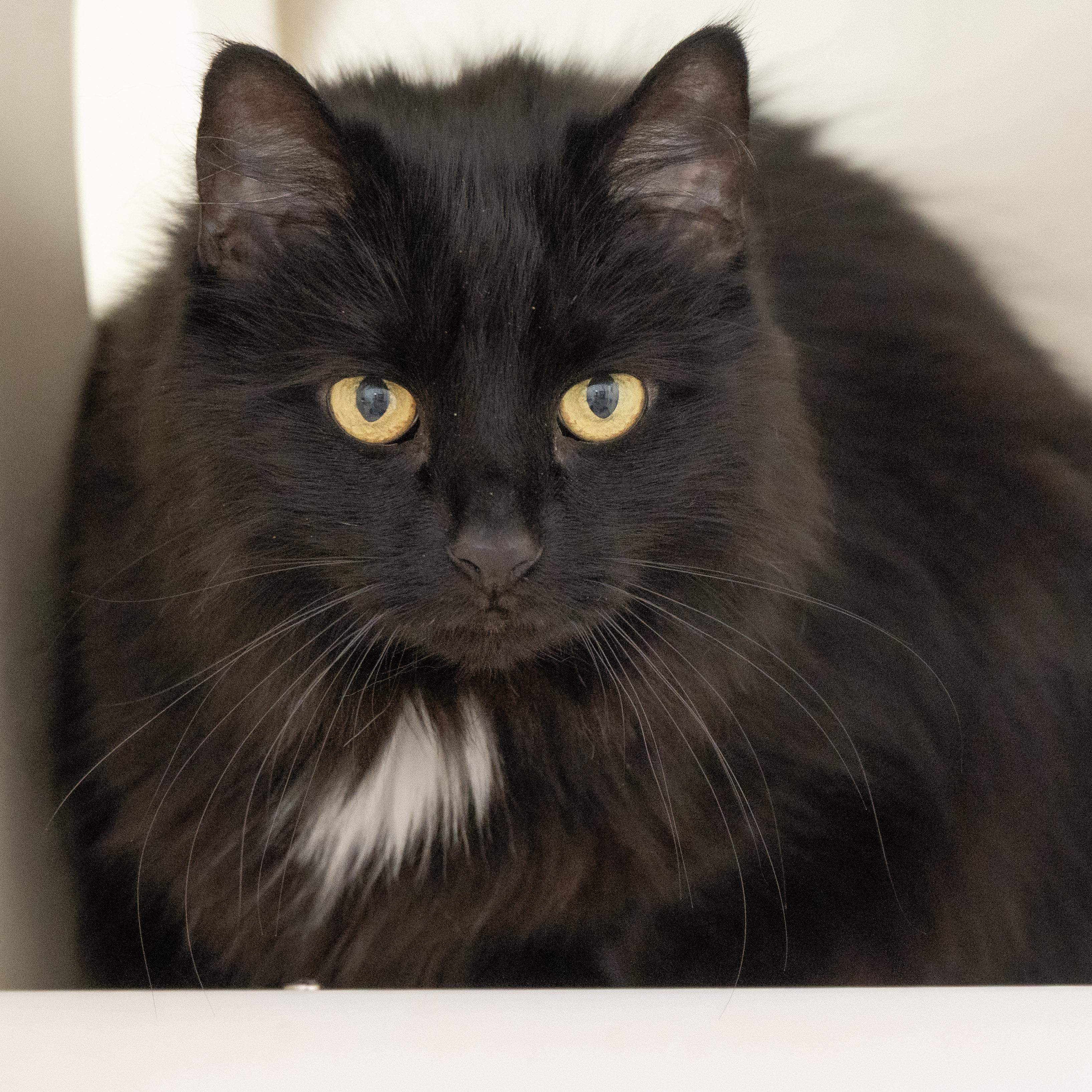 Ember — thumbnail 3