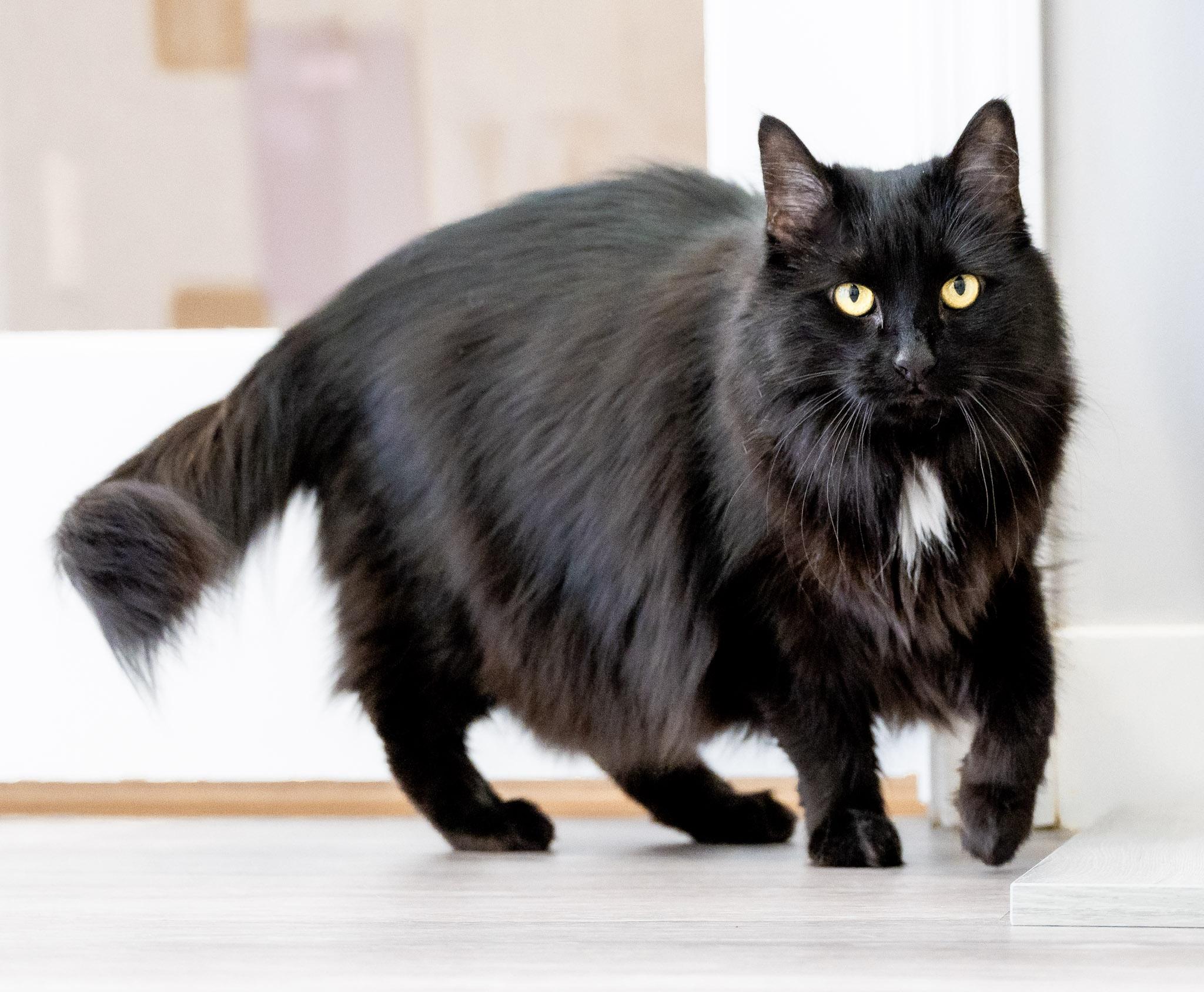 Enlarge Ember, a ADOPTABLE Domestic Long Hair in Victor, NY image 6/6