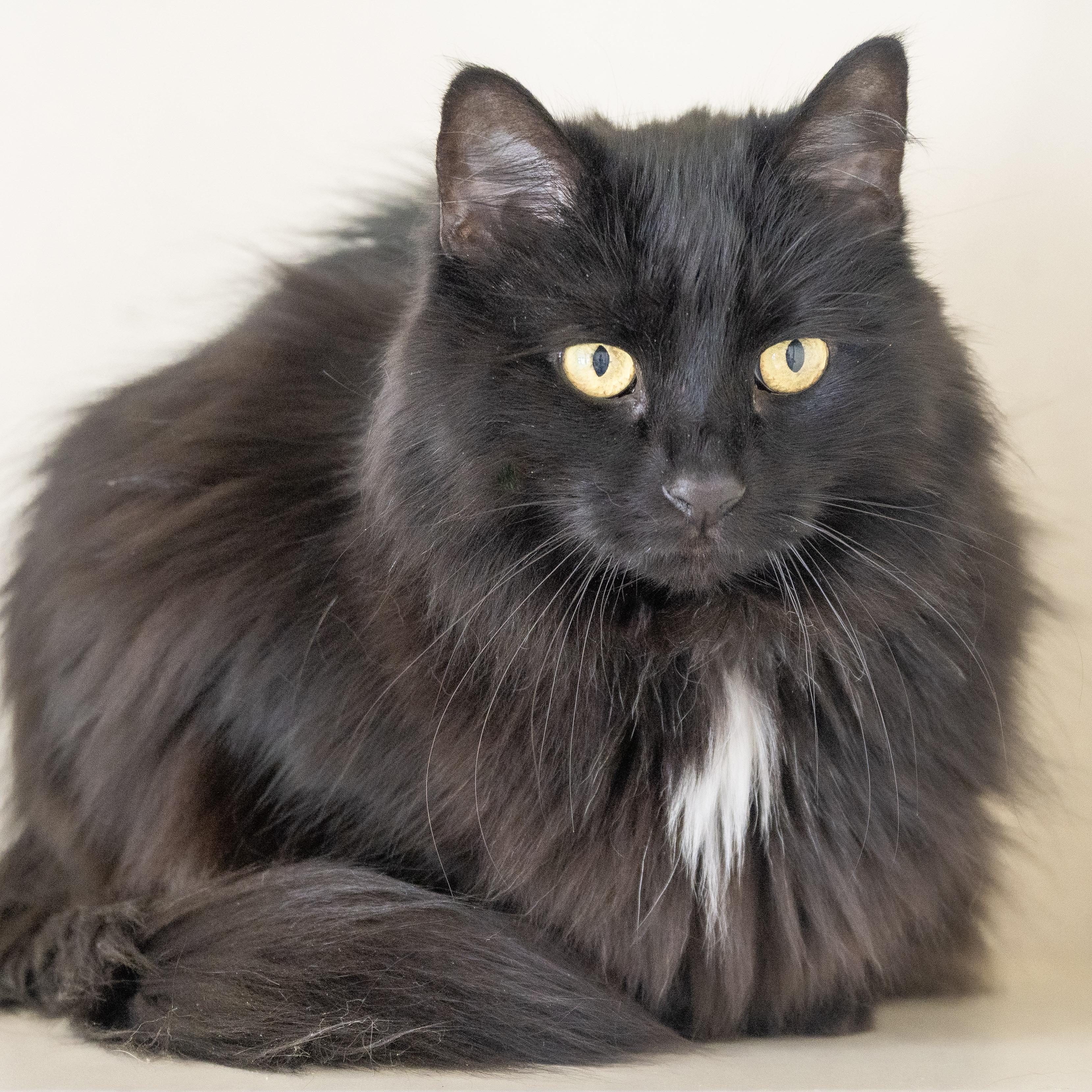 Enlarge Ember, a ADOPTABLE Domestic Long Hair in Victor, NY image 5/6