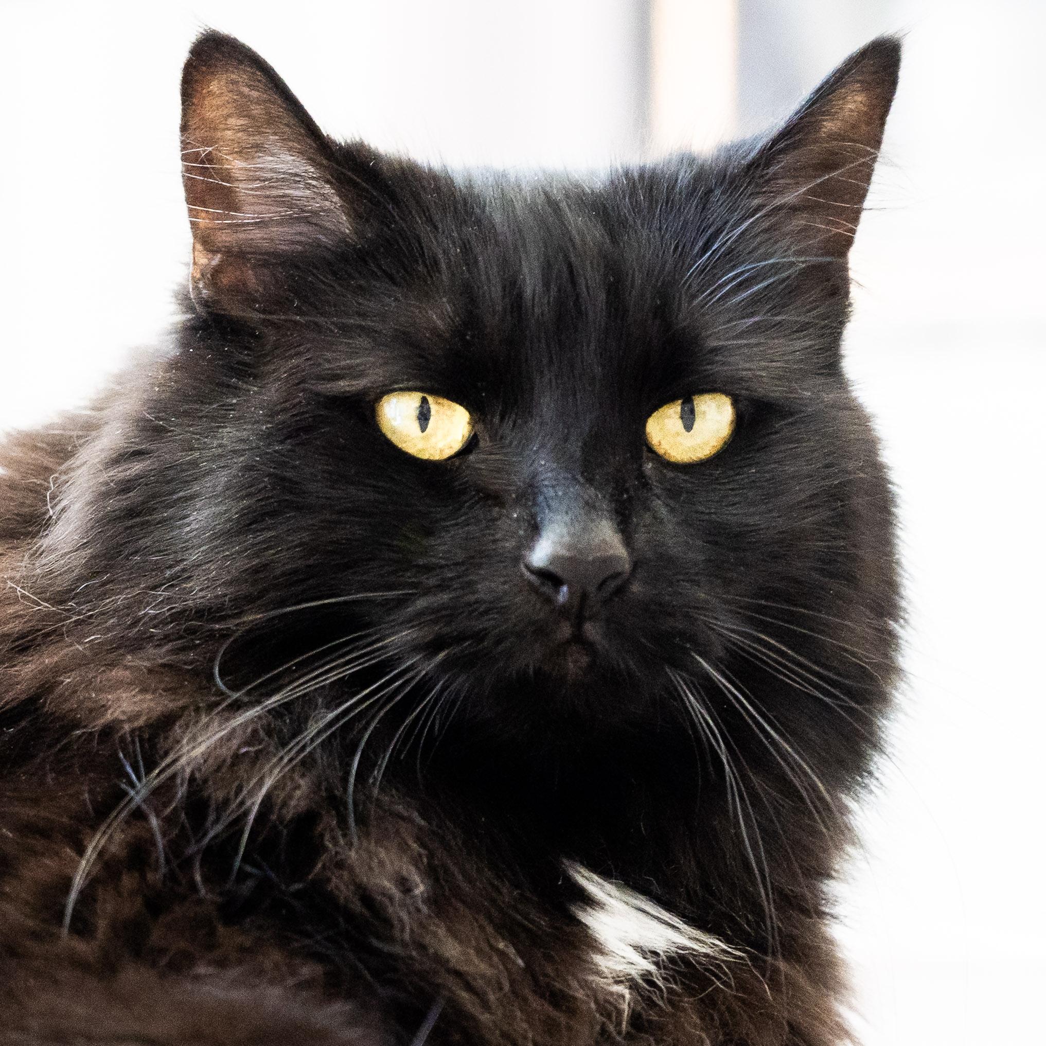 Ember, ADOPTABLE, Senior Female Domestic Long Hair.