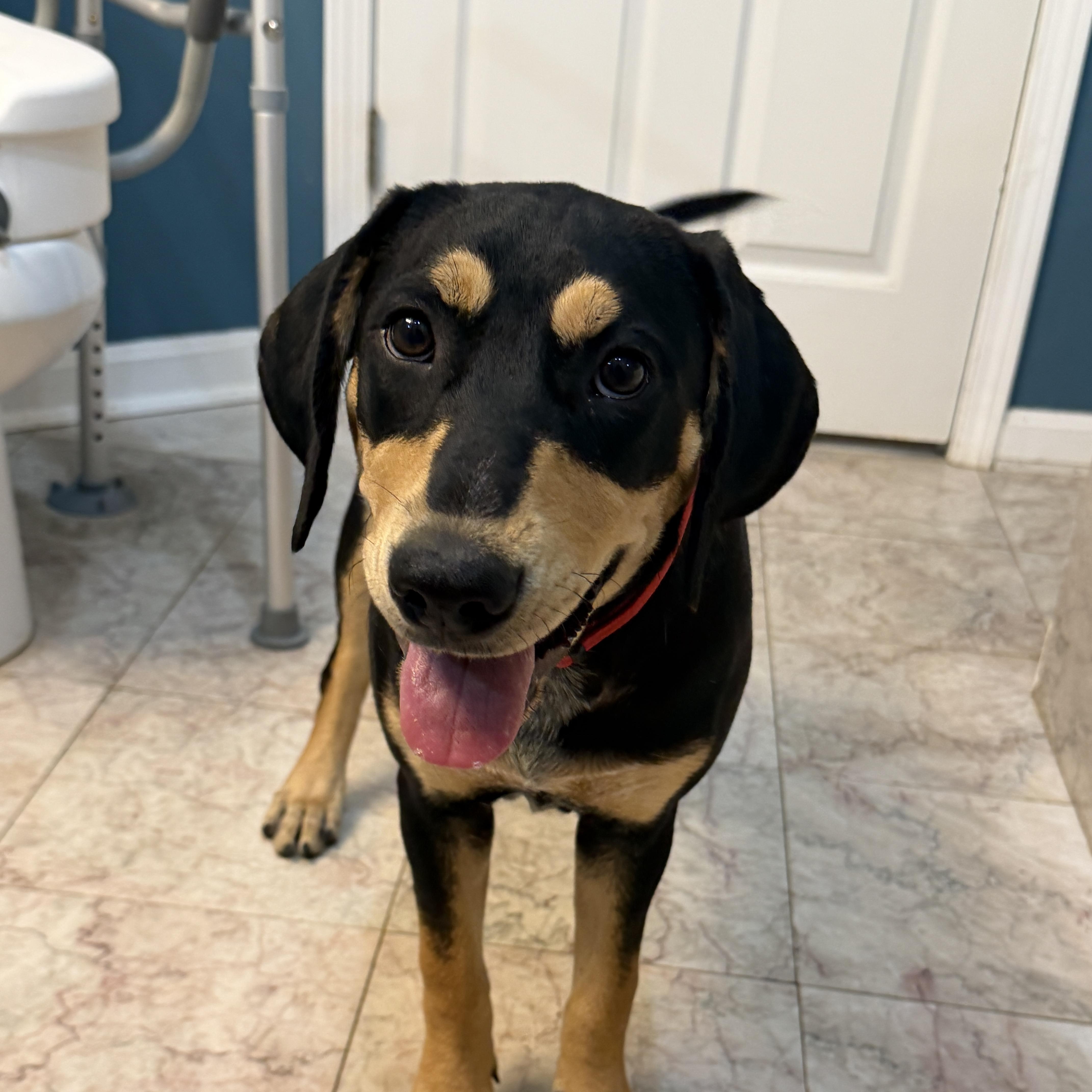 Enlarge Birdie, a Adoptable mixed breed in Sewaren, NJ image 5/6