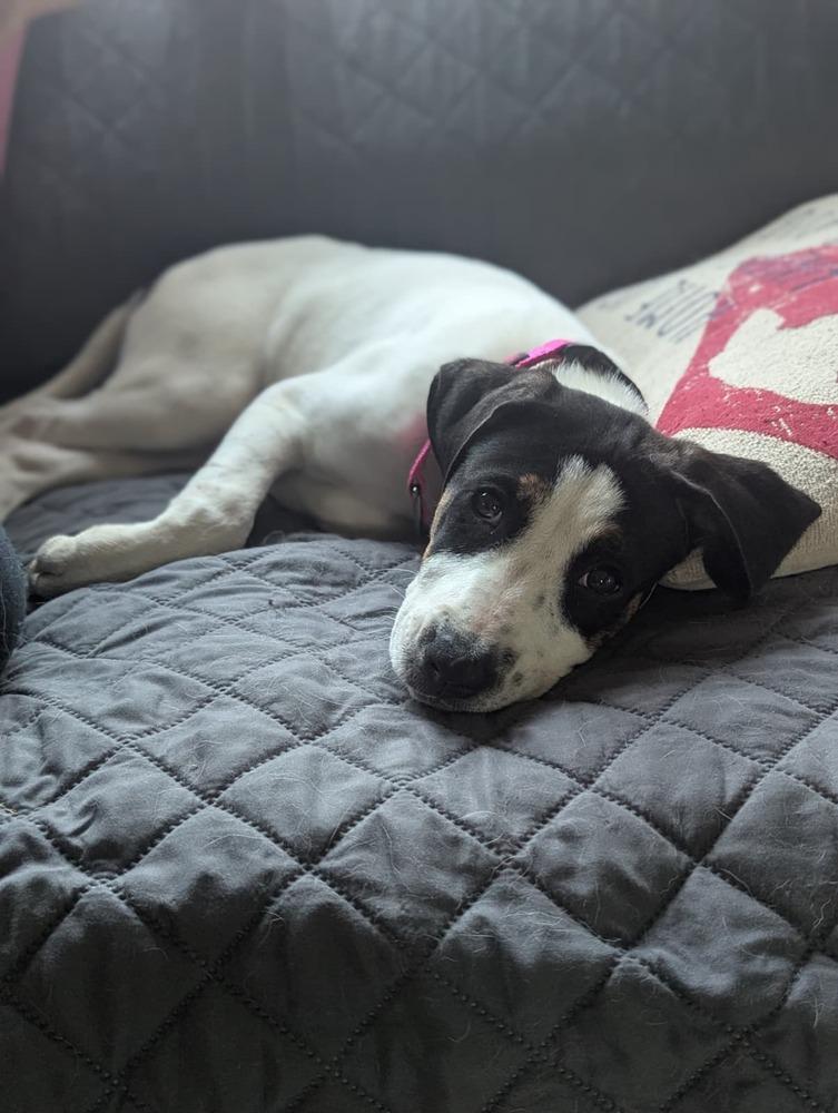 Enlarge Moe (FOSTERED LOCALLY), a Adoptable mixed breed in Leverett, MA image 1/6