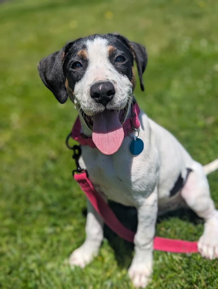 Enlarge Moe (FOSTERED LOCALLY), a Adoptable mixed breed in Leverett, MA image 2/6