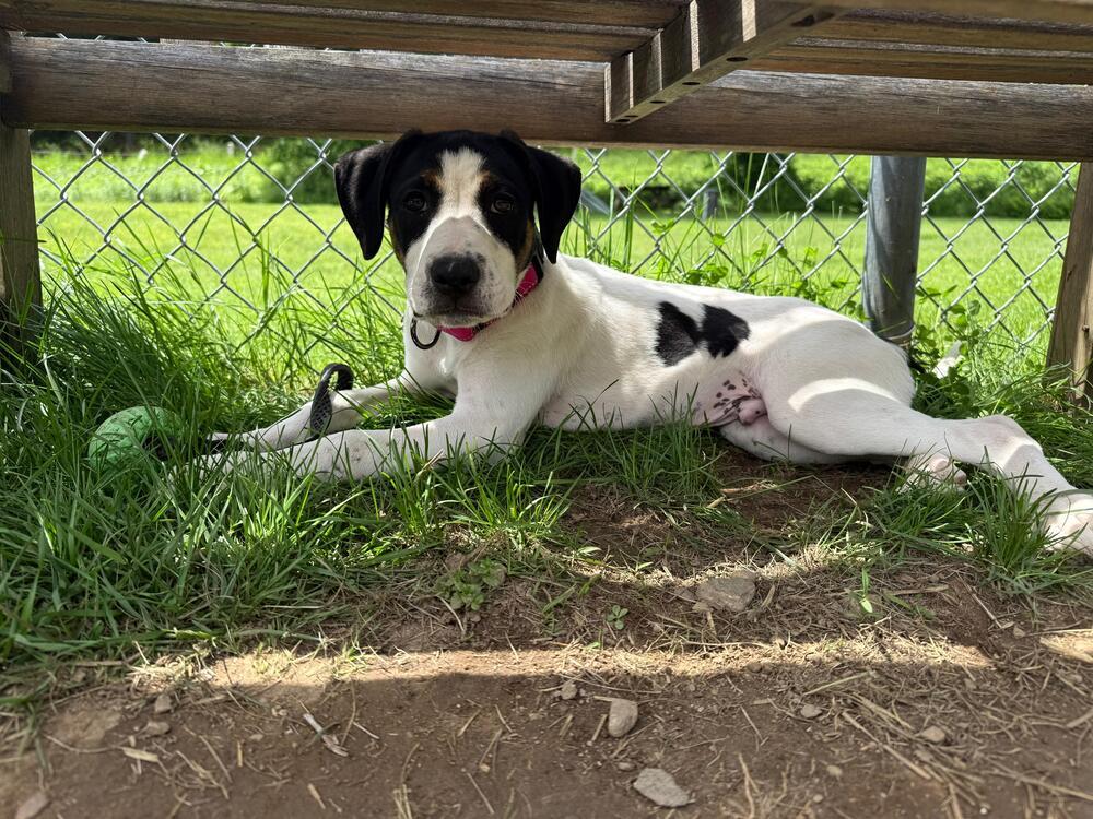 Enlarge Moe (FOSTERED LOCALLY), a Adoptable mixed breed in Leverett, MA image 3/6