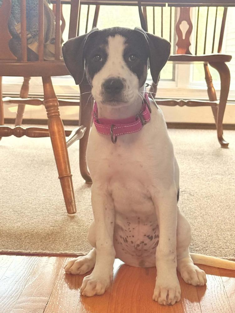 Enlarge Moe (FOSTERED LOCALLY), a Adoptable mixed breed in Leverett, MA image 5/6