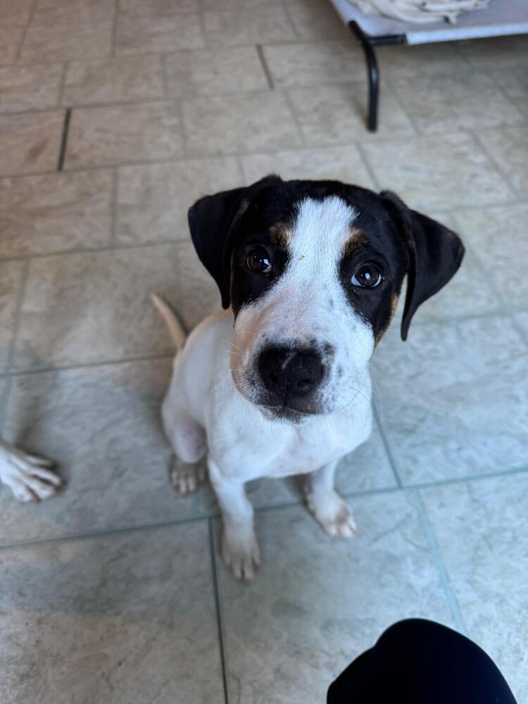 Enlarge Moe (FOSTERED LOCALLY), a Adoptable mixed breed in Leverett, MA image 6/6