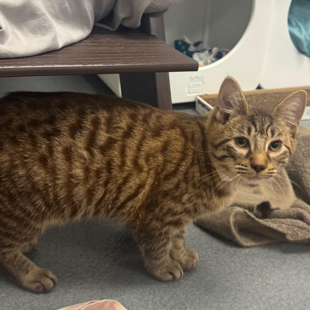 Blitzenbug, Adoptable, Young Male Domestic Short Hair.