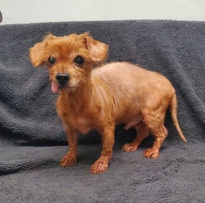 Boots (7182), Adoptable, Senior Male Yorkshire Terrier.