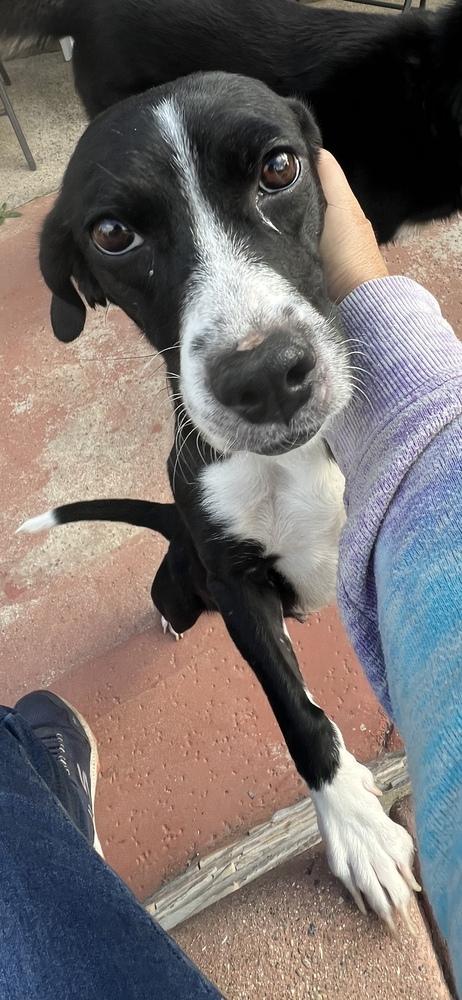 Enlarge Minnie, a Adoptable mixed breed in Pomona, CA image 1/1