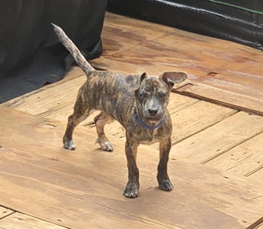 Enlarge MR. PEABODY, a Adopted mixed breed in Troutman, NC image 4/6