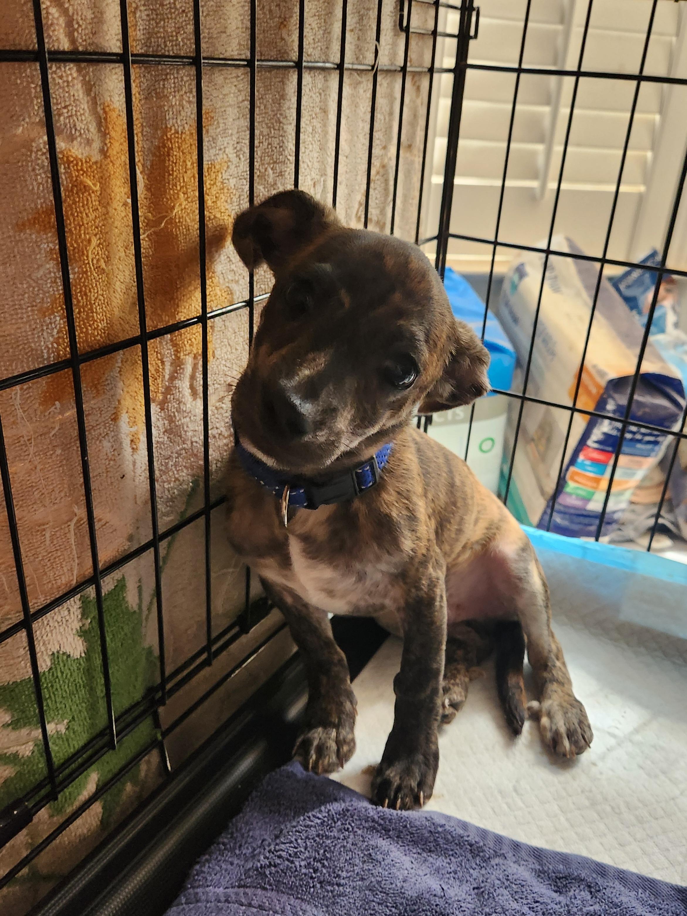 Enlarge MR. PEABODY, a Adopted mixed breed in Troutman, NC image 6/6