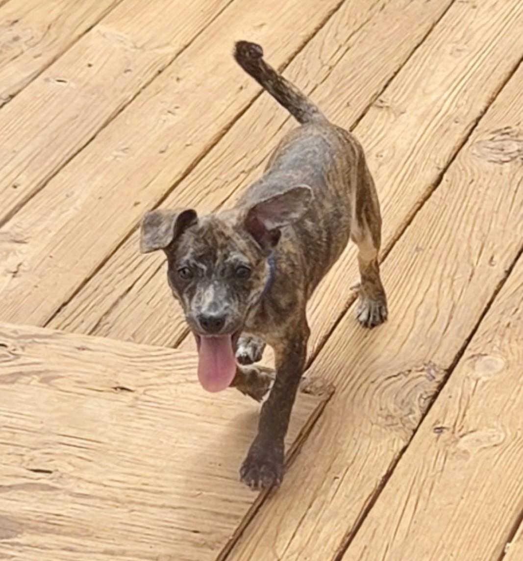 Enlarge MR. PEABODY, a Adopted mixed breed in Troutman, NC image 2/6