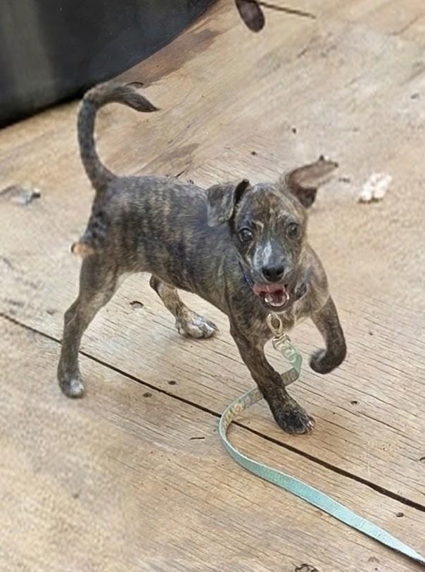 Enlarge MR. PEABODY, a Adopted mixed breed in Troutman, NC image 3/6