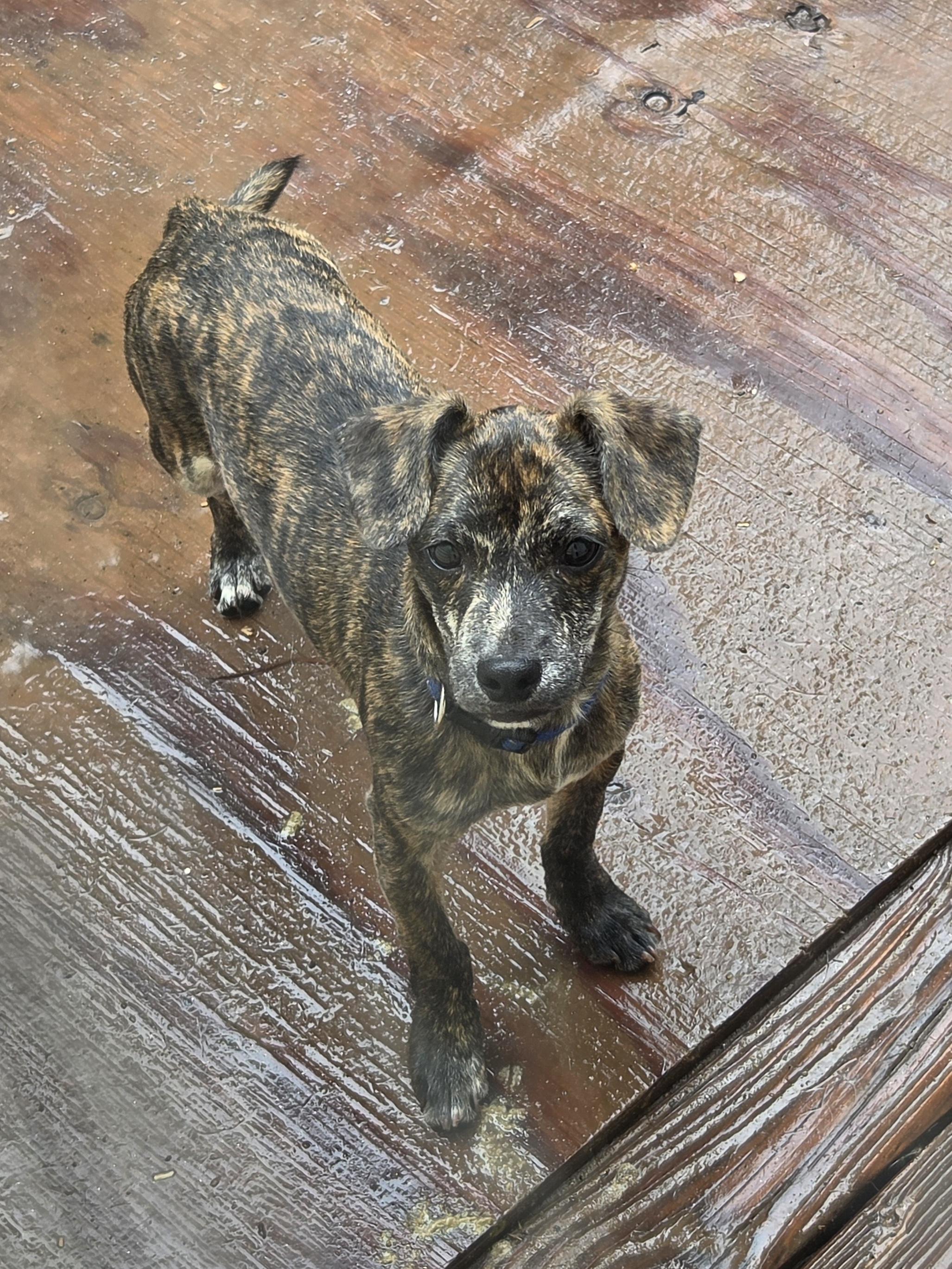 MR. PEABODY, Adopted, Puppy Male Feist.