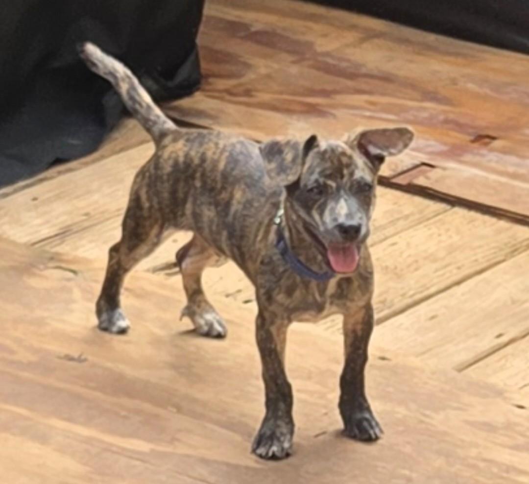 Enlarge MR. PEABODY, a Adopted mixed breed in Troutman, NC image 5/6
