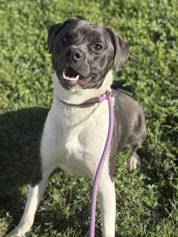 Chucky, Adoptable, Young Male Beagle.