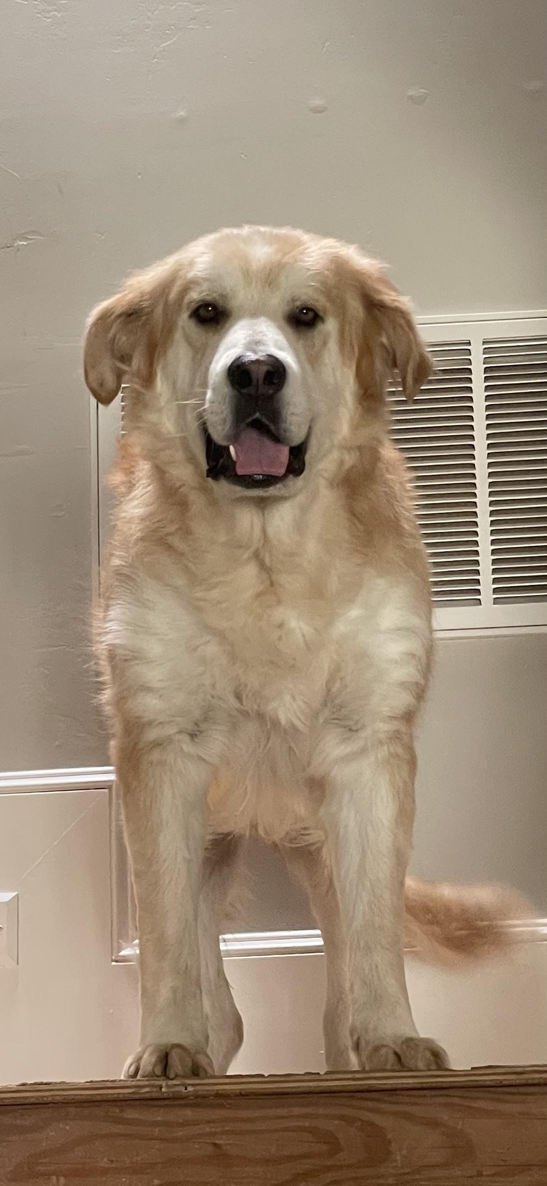 Bear, Adoptable, Adult Male Labrador Retriever.