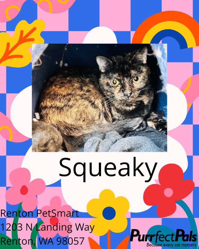 Squeaky, Adoptable, Senior Female Domestic Short Hair.