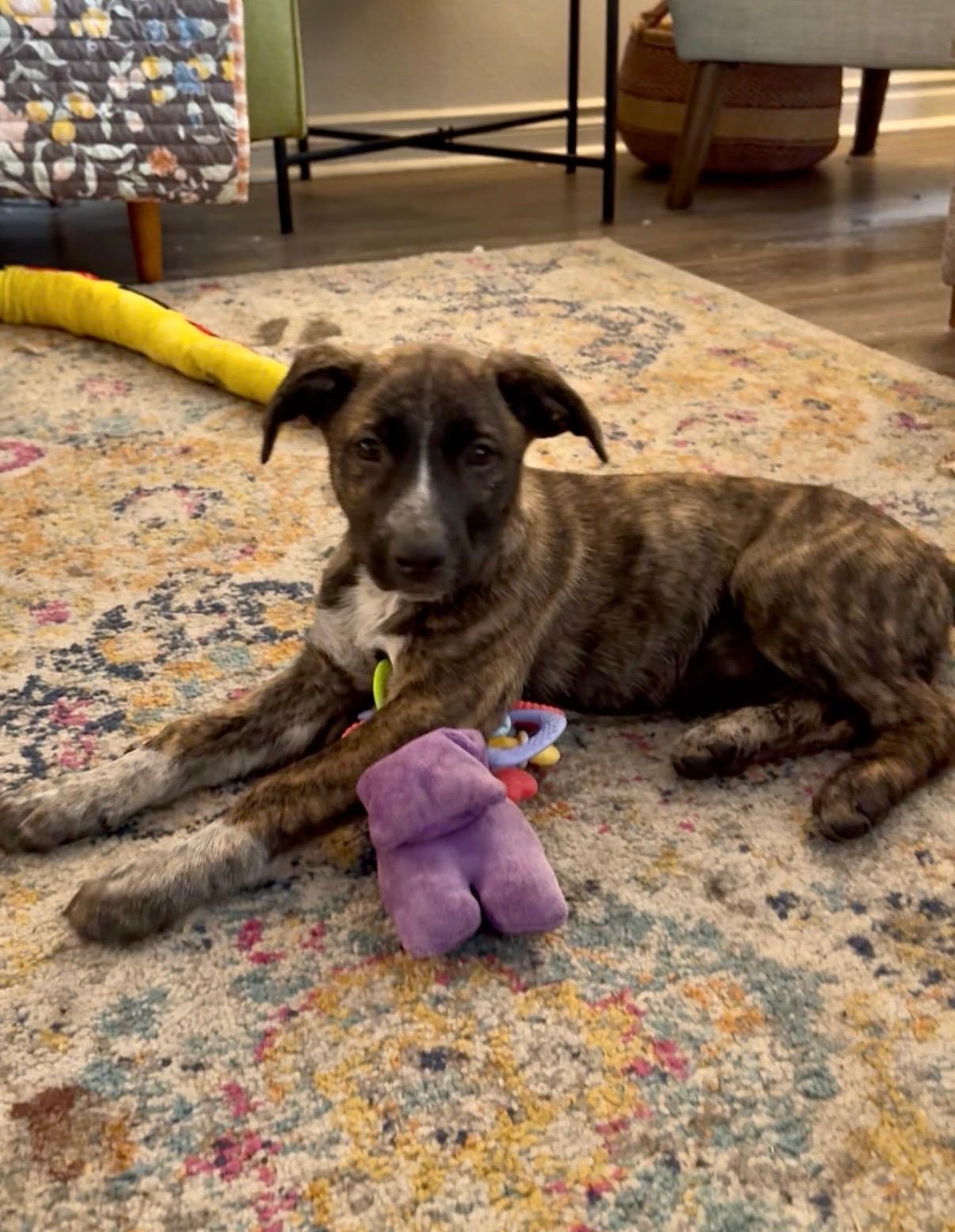 Catalonia, ADOPTABLE, Puppy Female Shepherd.