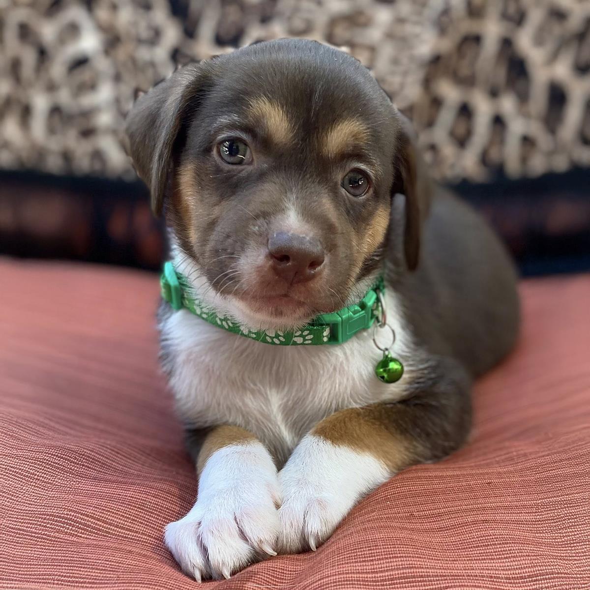Enlarge Africa Pup - Botswana, a Adoptable mixed breed in San Diego, CA image 1/3