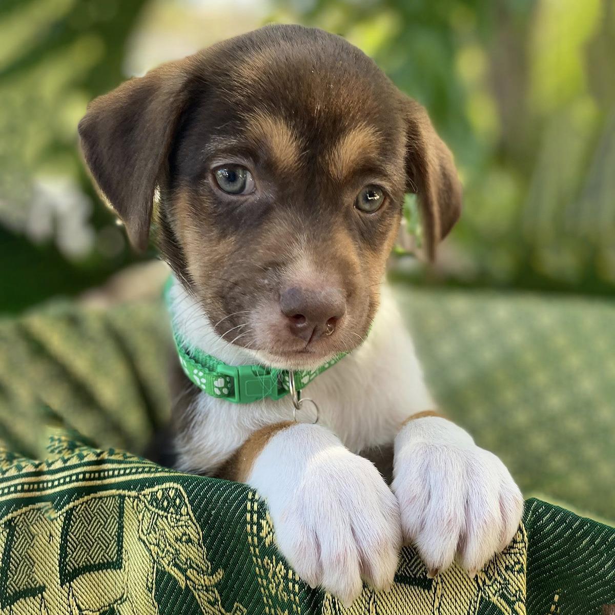Enlarge Africa Pup - Botswana, a Adoptable mixed breed in San Diego, CA image 2/3