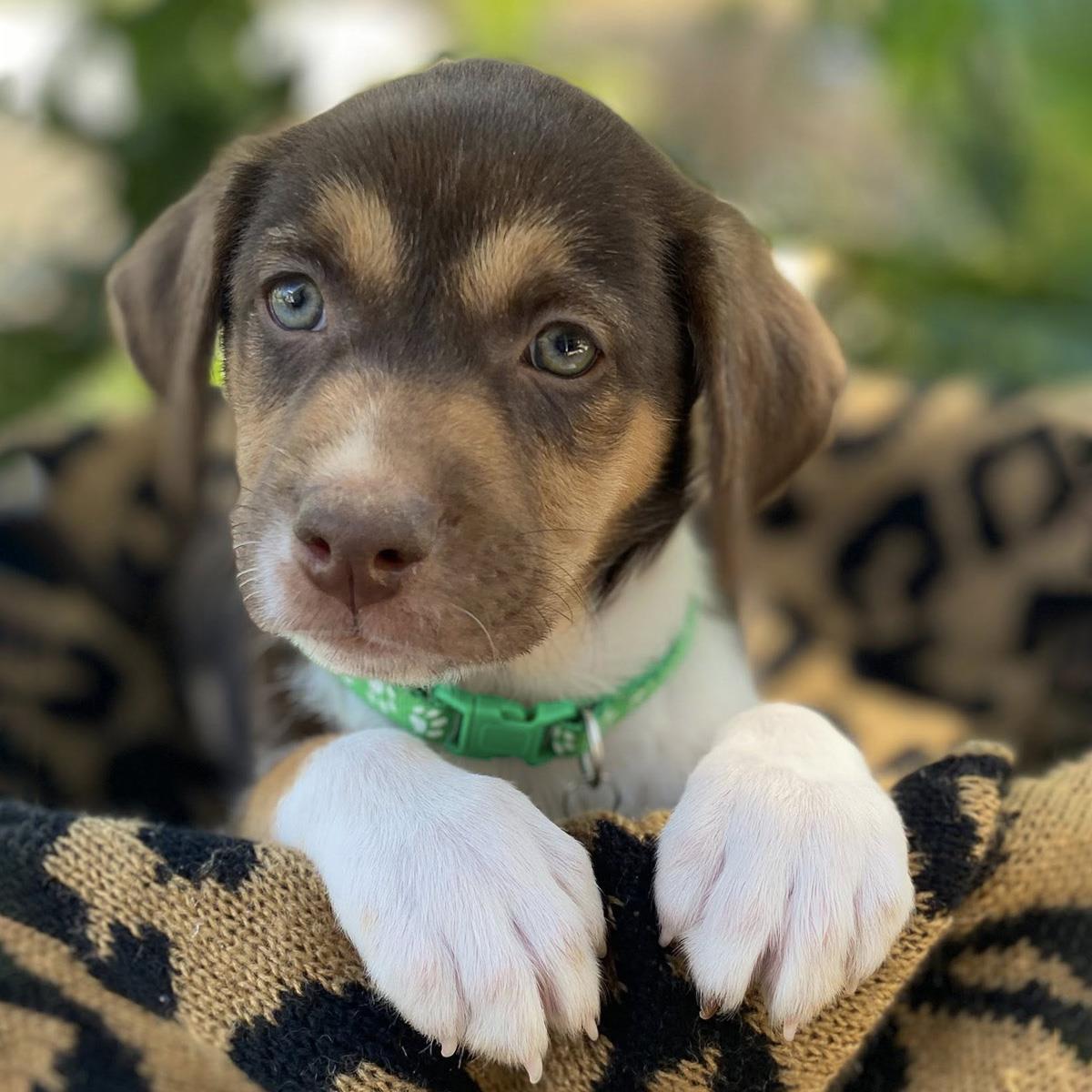 Enlarge Africa Pup - Botswana, a Adoptable mixed breed in San Diego, CA image 3/3