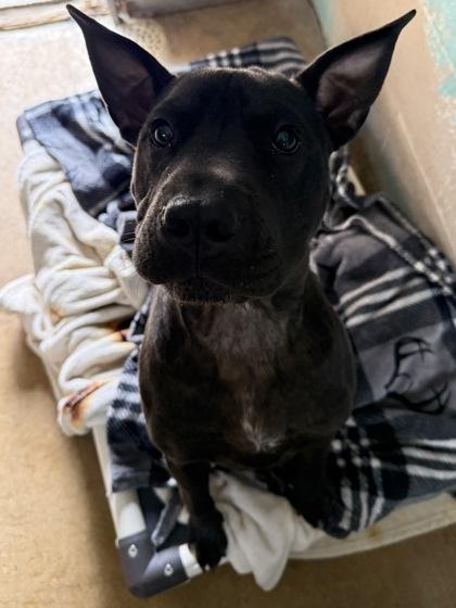 Enlarge Larry, a Adoptable mixed breed in St. Anne, IL image 1/3