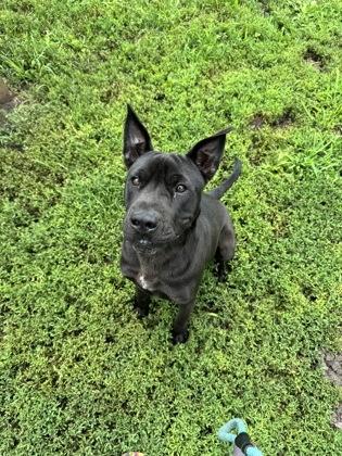 Enlarge Larry, a Adoptable mixed breed in St. Anne, IL image 2/3