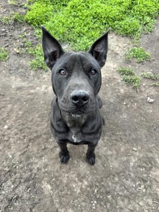 Enlarge Larry, a Adoptable mixed breed in St. Anne, IL image 3/3