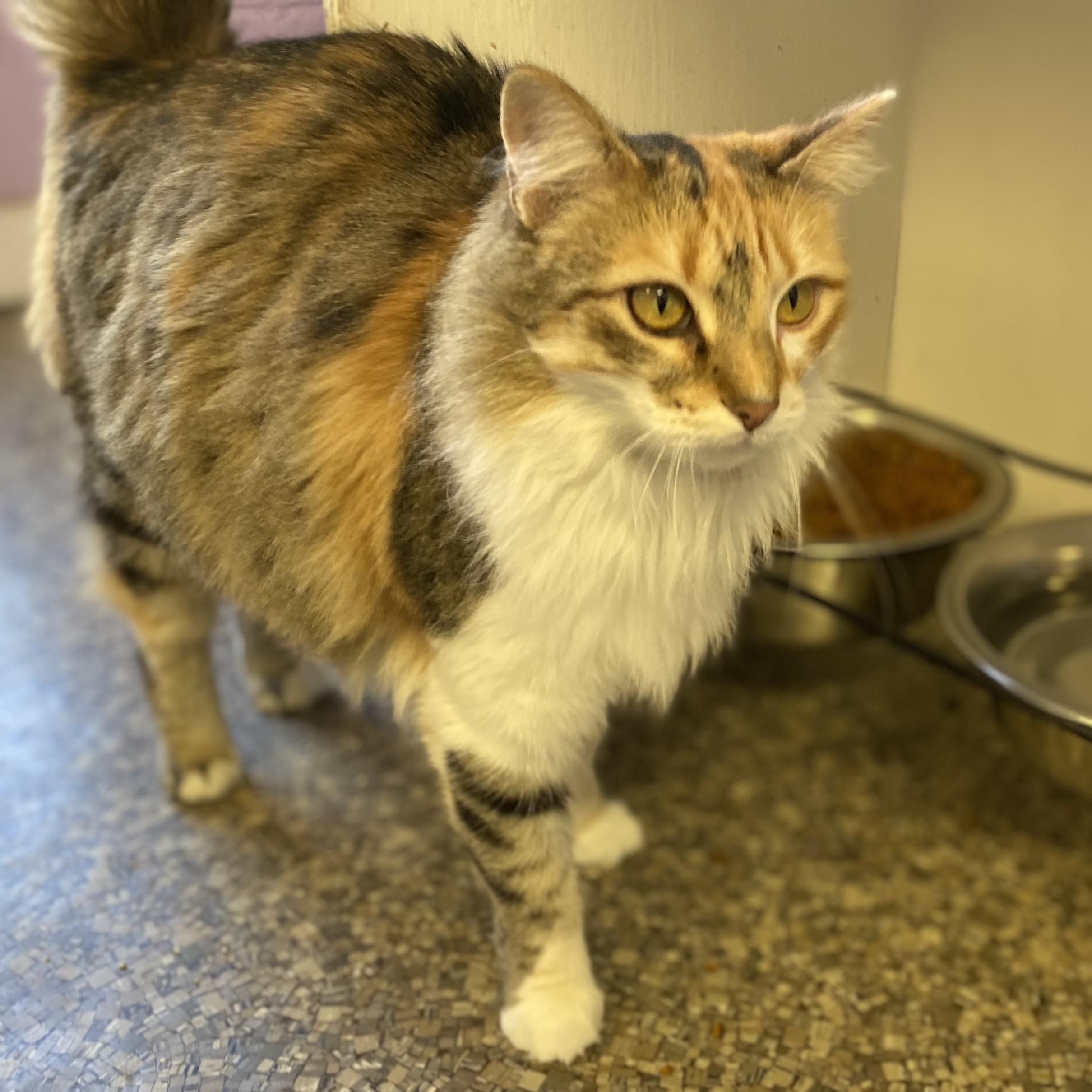 Lola, Adoptable, Adult Female Torbie.