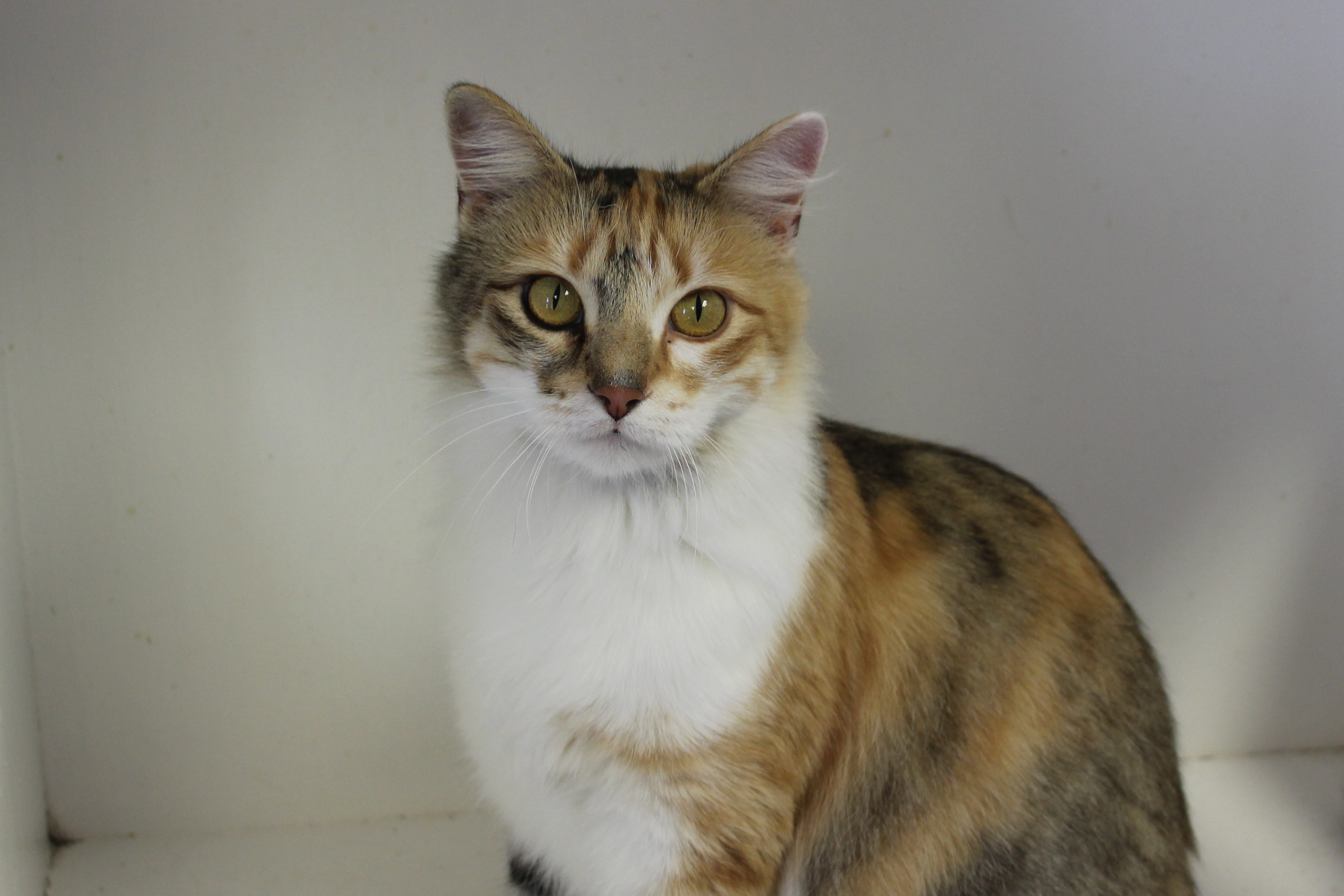 Enlarge Lola, a Adoptable Torbie in Memphis, TN image 2/10